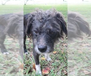 Mutt Dogs for adoption in Missouri City, TX, USA
