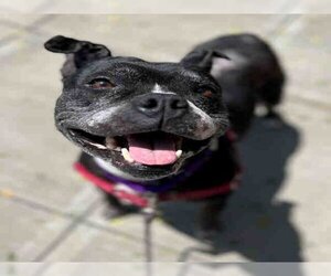 American Pit Bull Terrier Dogs for adoption in Alameda, CA, USA