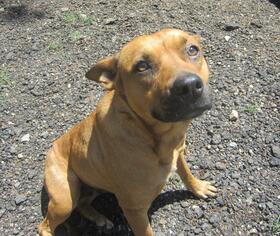 Staffordshire Bull Terrier-Unknown Mix Dogs for adoption in Ozark, AL, USA