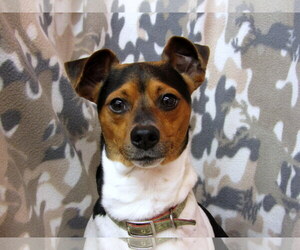 Rat Terrier Dogs for adoption in York, SC, USA