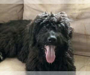 Bluetick Coonhound-Poodle (Standard) Mix Dogs for adoption in Rustburg, VA, USA