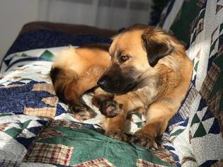 Mutt Dogs for adoption in Cromwell, MN, USA