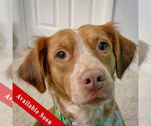 Colonial Cocker Spaniel-Unknown Mix Dogs for adoption in Huntley, IL, USA