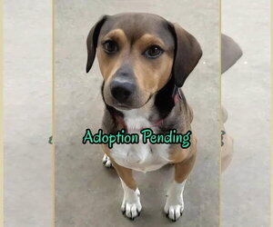 Beagle-Unknown Mix Dogs for adoption in Dunnellon, FL, USA