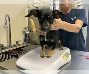 Chihuahua-Unknown Mix Dogs for adoption in Visalia, CA, USA