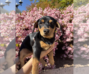 Chiweenie Dogs for adoption in Fresno, CA, USA