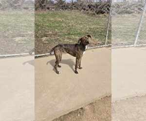 Mountain Cur Dogs for adoption in Maquoketa, IA, USA
