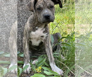 American Pit Bull Terrier-Unknown Mix Dogs for adoption in Sandy, UT, USA