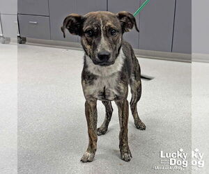 Labrador Retriever-Unknown Mix Dogs for adoption in Washington, DC, USA