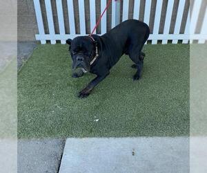 Mutt Dogs for adoption in Modesto, CA, USA