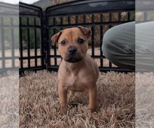 Rottweiler-Unknown Mix Dogs for adoption in Brewster, NY, USA