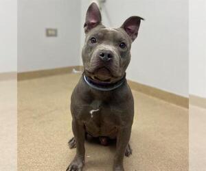 American Pit Bull Terrier Dogs for adoption in Aurora, CO, USA