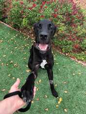 Great Dane Dogs for adoption in Sylmar, CA, USA