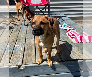 Catahoula Leopard Dog-Unknown Mix Dogs for adoption in Marine City, MI, USA