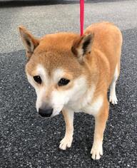 Shiba Inu Dogs for adoption in Lancaster, PA, USA