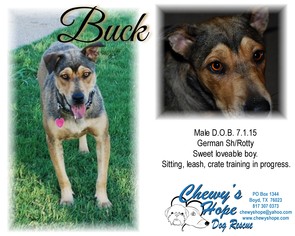 American Staffordshire Terrier-German Shepherd Dog Mix Dogs for adoption in Decatur, TX, USA