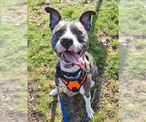 American Pit Bull Terrier Dogs for adoption in Woodland, CA, USA