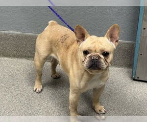 French Bulldog-Unknown Mix Dogs for adoption in Las Vegas, NV, USA