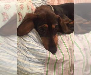 Dachshund Dogs for adoption in Tomball, TX, USA