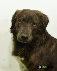 Australian Shepherd-Unknown Mix Dogs for adoption in Cokato, MN, USA