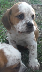 Beabull Dogs for adoption in Commerce, GA, USA