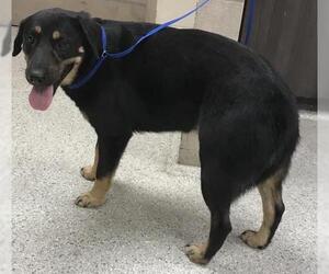 Labrador Retriever-Unknown Mix Dogs for adoption in Conroe, TX, USA