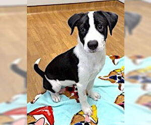 Border Collie-Great Pyrenees Mix Dogs for adoption in Mount Airy, NC, USA