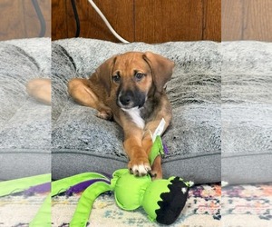 Boxer Dogs for adoption in Winter, WI, USA