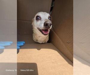 Chihuahua Dogs for adoption in San Antonio, TX, USA