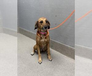 Redbone Coonhound-Unknown Mix Dogs for adoption in Las Vegas, NV, USA