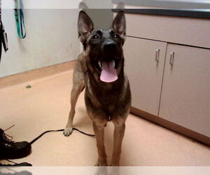 Mutt Dogs for adoption in Martinez, CA, USA