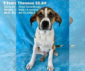 Boxer-Great Dane Mix Dogs for adoption in pomfret, CT, USA