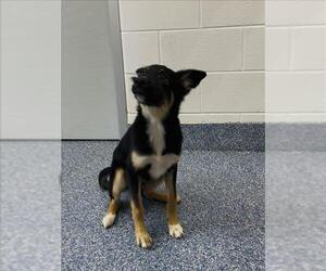 German Shepherd Dog-Unknown Mix Dogs for adoption in Grovetown, GA, USA