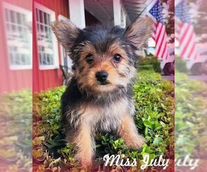 Mutt Dogs for adoption in Tustin, CA, USA