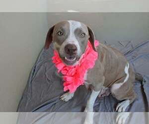 American Pit Bull Terrier-Unknown Mix Dogs for adoption in McKinney, TX, USA