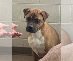Boxer-Unknown Mix Dogs for adoption in Derwood, MD, USA