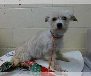 Mutt Dogs for adoption in Downey, CA, USA