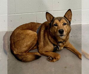 Shiba Inu-Unknown Mix Dogs for adoption in Tavares, FL, USA