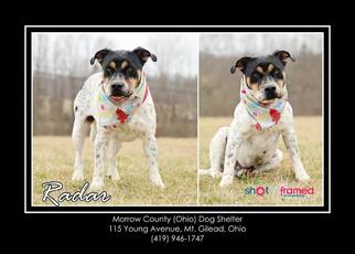 Beabull Dogs for adoption in Mt. Gilead, OH, USA