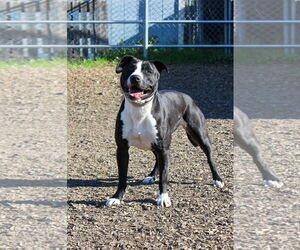 Medium Photo #1 American Pit Bull Terrier Puppy For Sale in Petaluma, CA, USA