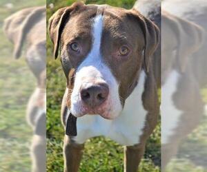 Mutt Dogs for adoption in Lee's Summit, MO, USA