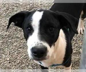 Borador Dogs for adoption in Missoula, MT, USA