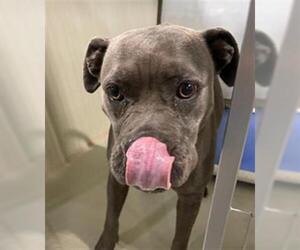 Mutt Dogs for adoption in Bakersfield, CA, USA