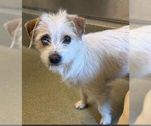 Cairn Terrier-Unknown Mix Dogs for adoption in San Martin, CA, USA