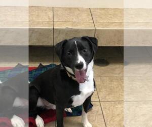 Border Collie-Unknown Mix Dogs for adoption in Canon City, CO, USA