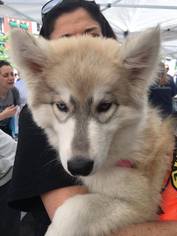 Medium Photo #1 Siberian Husky Puppy For Sale in Matawan, NJ, USA