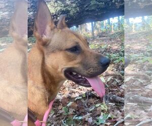 American Pit Bull Terrier-Unknown Mix Dogs for adoption in Frenchburg, KY, USA