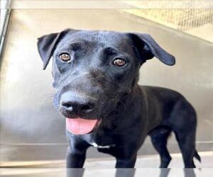 American Pit Bull Terrier-Labrador Retriever Mix Dogs for adoption in San Bernardino, CA, USA