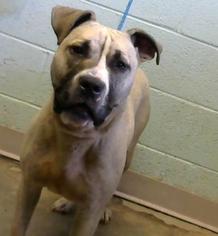 American Staffordshire Terrier-Unknown Mix Dogs for adoption in Decatur, GA, USA
