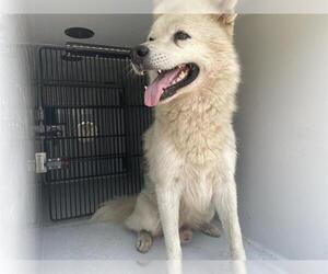 - Mix Dogs for adoption in Houston, TX, USA